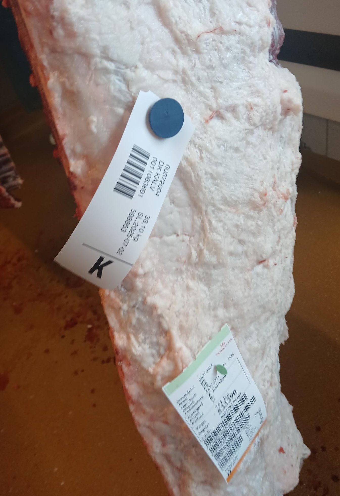 FinTrak™ holding the tag on the carcass.